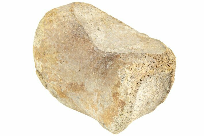 Hadrosaur (Edmontosaurus) Phalanx - Wyoming #229132